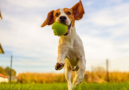 beagle dog fun garden outdoors run